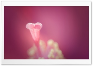 Pistil Of A Hibiscus Flower Ultra HD Wallpaper for 4K UHD Widescreen desktop, tablet & smartphone