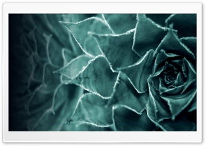 Plant Ultra HD Wallpaper for 4K UHD Widescreen desktop, tablet & smartphone