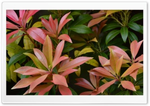 Plant Ultra HD Wallpaper for 4K UHD Widescreen desktop, tablet & smartphone
