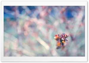 Plant Bokeh Ultra HD Wallpaper for 4K UHD Widescreen desktop, tablet & smartphone