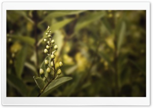 Plant Buds Ultra HD Wallpaper for 4K UHD Widescreen desktop, tablet & smartphone
