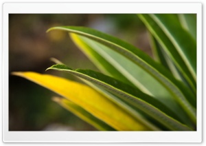 Plant Leaf Bokeh Ultra HD Wallpaper for 4K UHD Widescreen desktop, tablet & smartphone