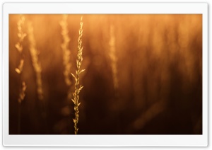 Plant Seeds Ultra HD Wallpaper for 4K UHD Widescreen desktop, tablet & smartphone