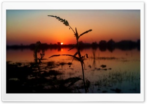 Plant Silhouette At Sunset Ultra HD Wallpaper for 4K UHD Widescreen desktop, tablet & smartphone