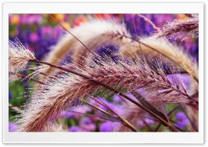 Plant Spikes Dew Ultra HD Wallpaper for 4K UHD Widescreen desktop, tablet & smartphone