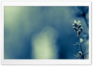 Plant Stem With Buds Ultra HD Wallpaper for 4K UHD Widescreen desktop, tablet & smartphone