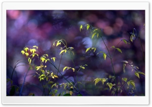 Plant Twigs, Bokeh Ultra HD Wallpaper for 4K UHD Widescreen desktop, tablet & smartphone