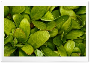 Plants 3 Ultra HD Wallpaper for 4K UHD Widescreen desktop, tablet & smartphone