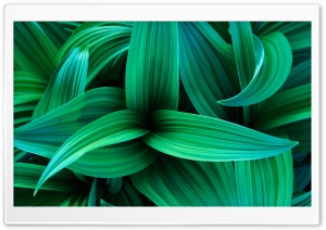 Plants 5 Ultra HD Wallpaper for 4K UHD Widescreen desktop, tablet & smartphone