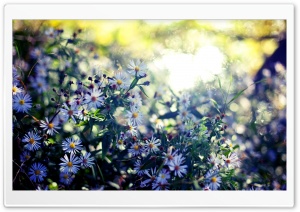 Plants Ultra HD Wallpaper for 4K UHD Widescreen desktop, tablet & smartphone