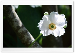 Plants Are People Too Ultra HD Wallpaper for 4K UHD Widescreen desktop, tablet & smartphone