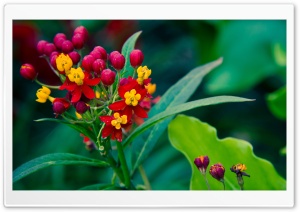 Plants Nature Ultra HD Wallpaper for 4K UHD Widescreen desktop, tablet & smartphone