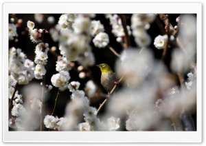 Plum Blossoms Ultra HD Wallpaper for 4K UHD Widescreen desktop, tablet & smartphone