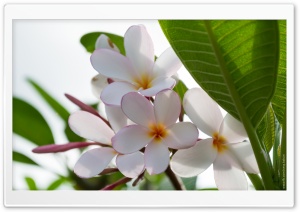 Plumeria Flowers Ultra HD Wallpaper for 4K UHD Widescreen desktop, tablet & smartphone