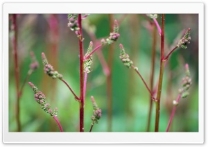 Pointy Flowers Ultra HD Wallpaper for 4K UHD Widescreen desktop, tablet & smartphone
