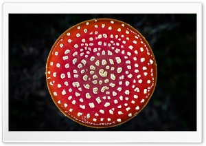 Poisonous Mushroom, Amanita Muscaria, Fly Agaric Ultra HD Wallpaper for 4K UHD Widescreen desktop, tablet & smartphone