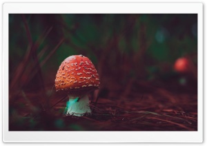 Poisonous Red Mushroom Macro Ultra HD Wallpaper for 4K UHD Widescreen desktop, tablet & smartphone