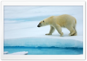 Polar Bear Ultra HD Wallpaper for 4K UHD Widescreen desktop, tablet & smartphone