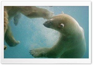 Polar Bears In The Water Ultra HD Wallpaper for 4K UHD Widescreen desktop, tablet & smartphone