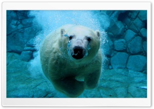 Polar Diving Ultra HD Wallpaper for 4K UHD Widescreen desktop, tablet & smartphone