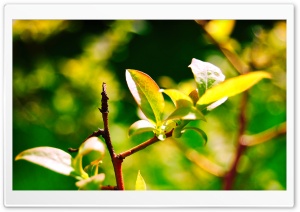 Polish Spring Ultra HD Wallpaper for 4K UHD Widescreen desktop, tablet & smartphone