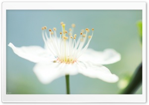 Pollen Ultra HD Wallpaper for 4K UHD Widescreen desktop, tablet & smartphone