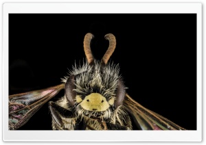 Pollinator Macro Ultra HD Wallpaper for 4K UHD Widescreen desktop, tablet & smartphone