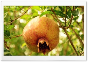 Pomegranate Ultra HD Wallpaper for 4K UHD Widescreen desktop, tablet & smartphone