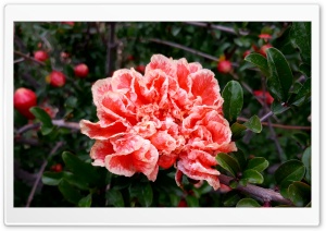 Pomegranate Blossom Ultra HD Wallpaper for 4K UHD Widescreen desktop, tablet & smartphone