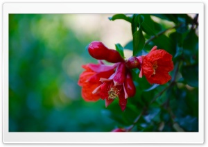 Pomegranate Flowers Ultra HD Wallpaper for 4K UHD Widescreen desktop, tablet & smartphone