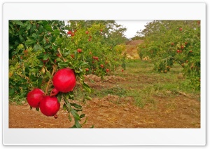 Pomegranate garden Ultra HD Wallpaper for 4K UHD Widescreen desktop, tablet & smartphone