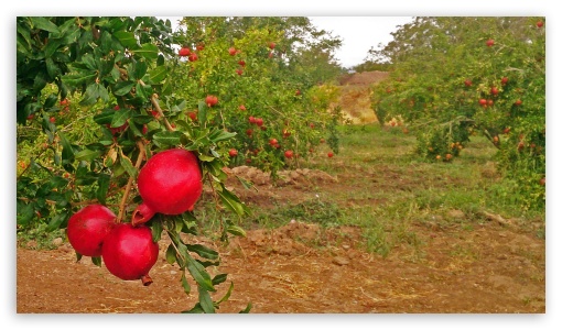 Pomegranate garden Ultra HD Desktop Background Wallpaper for 4K UHD TV
