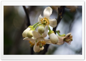Pomelo Flower Ultra HD Wallpaper for 4K UHD Widescreen desktop, tablet & smartphone