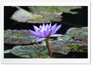 Pond Lily Ultra HD Wallpaper for 4K UHD Widescreen desktop, tablet & smartphone