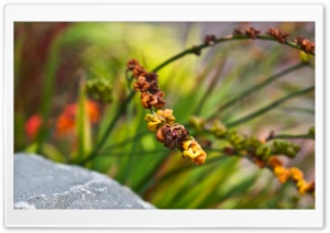 Popcorn Lean Ultra HD Wallpaper for 4K UHD Widescreen desktop, tablet & smartphone