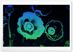Poppies Ultra HD Wallpaper for 4K UHD Widescreen desktop, tablet & smartphone