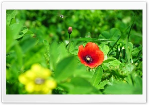 Poppy Ultra HD Wallpaper for 4K UHD Widescreen desktop, tablet & smartphone