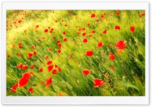 Poppy Field Ultra HD Wallpaper for 4K UHD Widescreen desktop, tablet & smartphone