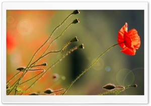 Poppy Flower Ultra HD Wallpaper for 4K UHD Widescreen desktop, tablet & smartphone