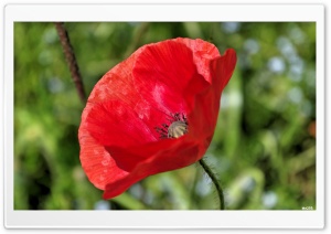 Poppy Flower Ultra HD Wallpaper for 4K UHD Widescreen desktop, tablet & smartphone