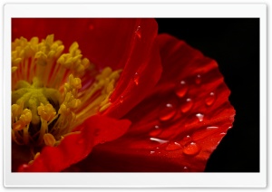 Poppy Macro Ultra HD Wallpaper for 4K UHD Widescreen desktop, tablet & smartphone