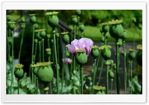 Poppy Seed Heads Ultra HD Wallpaper for 4K UHD Widescreen desktop, tablet & smartphone