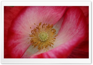 Poppy Stamen Macro Ultra HD Wallpaper for 4K UHD Widescreen desktop, tablet & smartphone