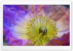 Poppy Stamens Macro Ultra HD Wallpaper for 4K UHD Widescreen desktop, tablet & smartphone