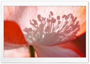 Poppy Stamens Silhouette Ultra HD Wallpaper for 4K UHD Widescreen desktop, tablet & smartphone