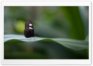 Postman Butterfly Ultra HD Wallpaper for 4K UHD Widescreen desktop, tablet & smartphone