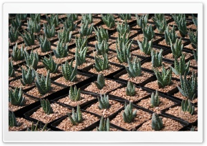 Potted Aloe Plant Ultra HD Wallpaper for 4K UHD Widescreen desktop, tablet & smartphone