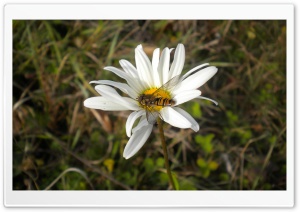 Power Flower Ultra HD Wallpaper for 4K UHD Widescreen desktop, tablet & smartphone