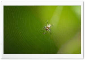 Predator and Prey Ultra HD Wallpaper for 4K UHD Widescreen desktop, tablet & smartphone