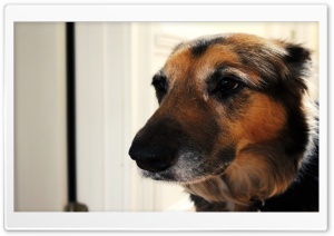 Pretty Dog Ultra HD Wallpaper for 4K UHD Widescreen desktop, tablet & smartphone